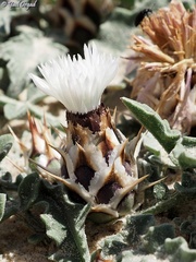 Centaurea pumilio