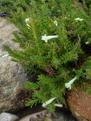 Chloanthes stoechadis