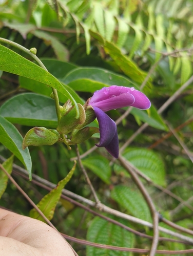 Canavalia galeata observed 2026-09-05