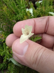 Chloanthes stoechadis
