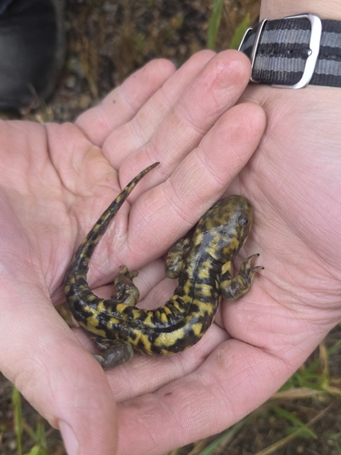 Western Tiger Salamander