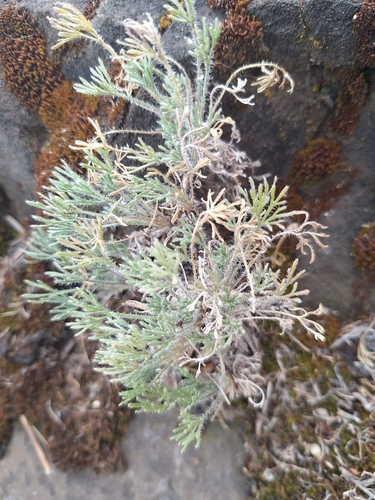 Erigeron compositus, photograph 4