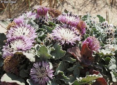 Centaurea pumilio