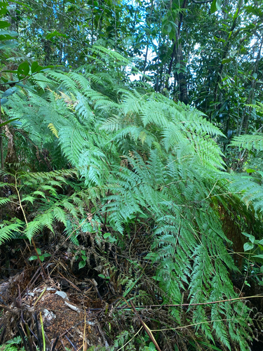 Calochlaena straminea observed 2026-09-08
