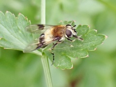 Leucozona lucorum