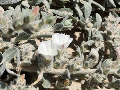 Convolvulus secundus