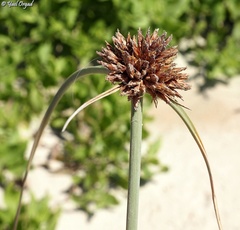 Cyperus sharonensis
