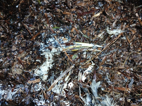 iNaturalist image