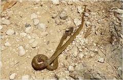 Madagascarophis colubrinus