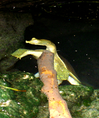 Apalone spinifera emoryi