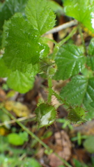 Rubus ursinus macropetalus