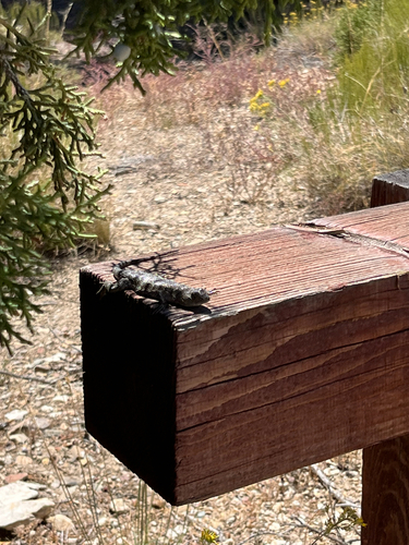 iNaturalist observation photo of Spiny Lizards