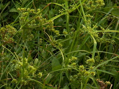 Cyperus surinamensis