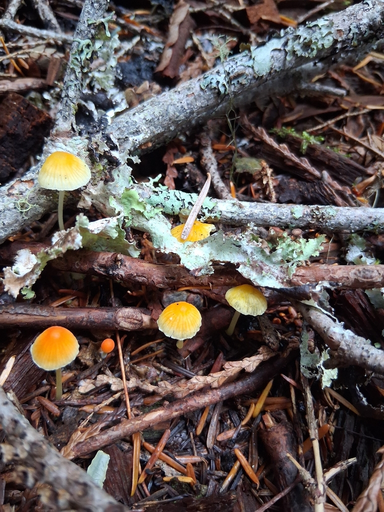 tangerine bonnet · September 2026 · photo: Photo: (c) Mrs. T, some rights reserved (CC BY) · iNaturalist