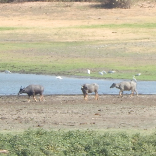 Wild Water Buffalo