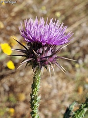 Onopordum carduiforme