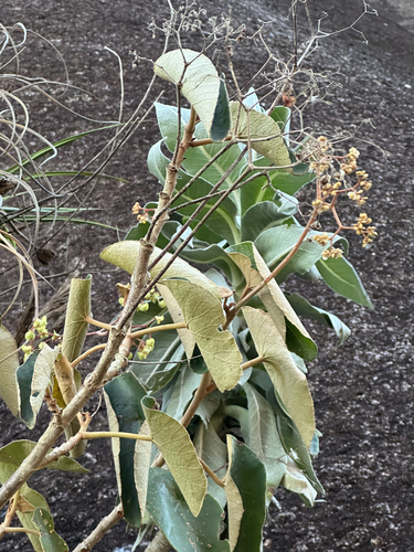 Begonia aguiabrancensis