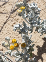 Achillea maritima maritima