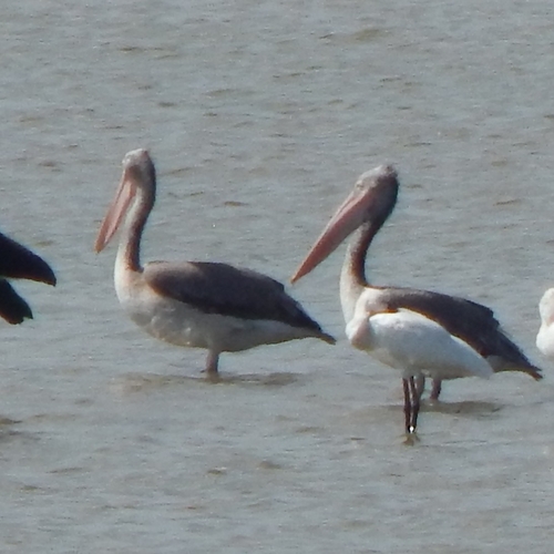 Spot-billed Pelican