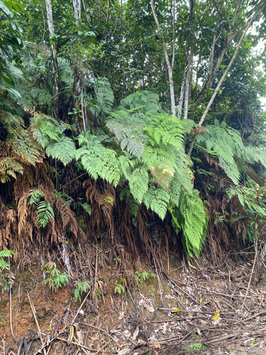 Calochlaena straminea