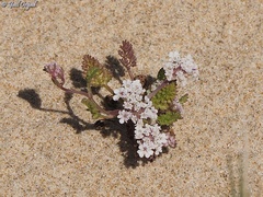 Daucus pumilus