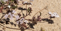 Daucus pumilus