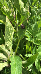 Symphytum officinale