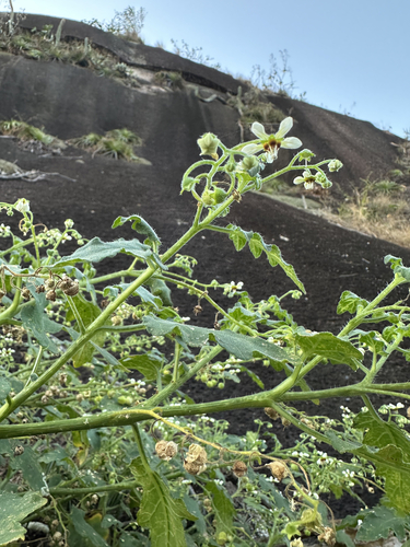 Aosa parviflora