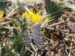 Centaurea procurrens