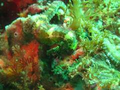 Hippocampus comes