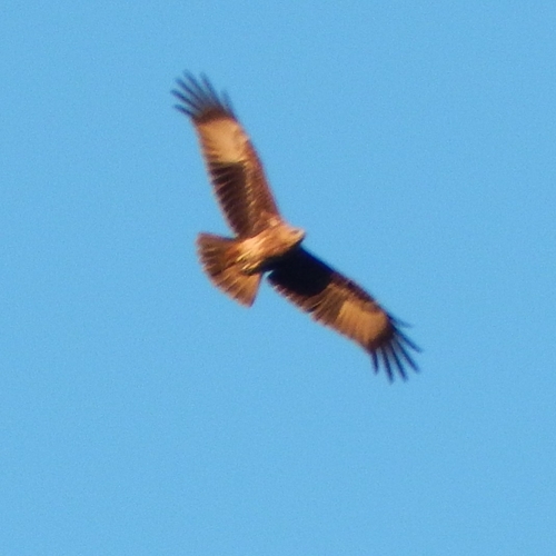 Brahminy Kite