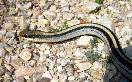 Photo of a Texas Patchnose Snake (Salvadora lineata)
