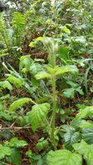 Rubus ursinus macropetalus