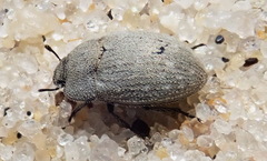 Ammodonus fossor