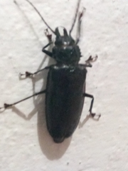 Stenodontes exsertus