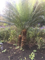 Cycas thouarsii