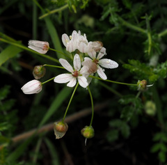 Allium trifoliatum