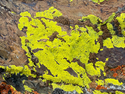 iNaturalist observation photo of gold cobblestone lichen