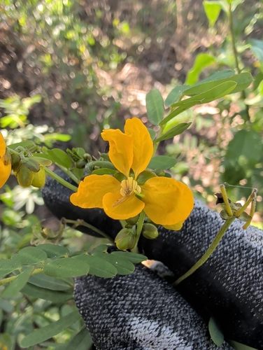 Senna barronfieldii observed 2026-09-03