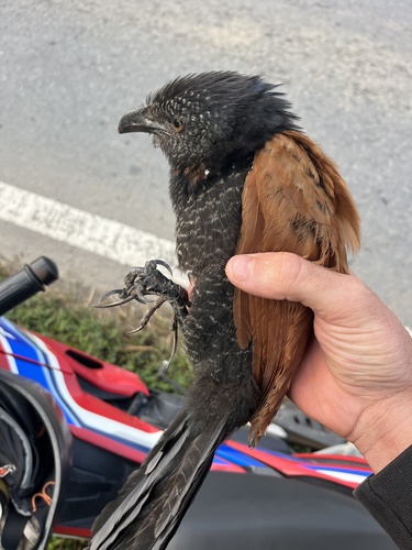 Greater Coucal
