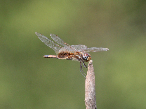 Striped Saddlebags