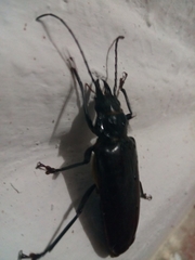 Stenodontes exsertus