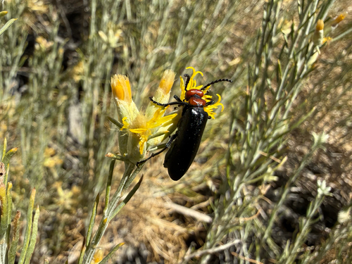 iNaturalist observation photo of Lytta vulnerata