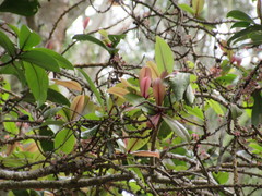 Myrsine lessertiana