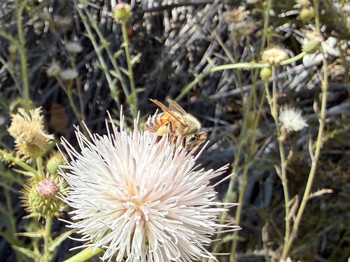 iNaturalist observation photo of Western Honey Bee
