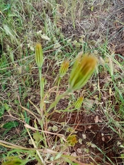 Tragopogon porrifolius