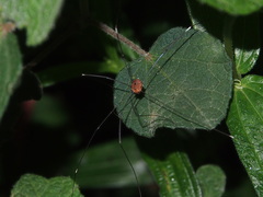 Pseudogagrella splendens