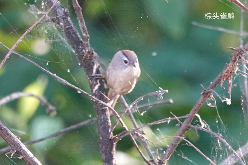 Spectacled Fulvetta