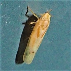 Dikrella cruentata