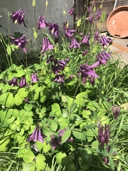 Aquilegia atrata